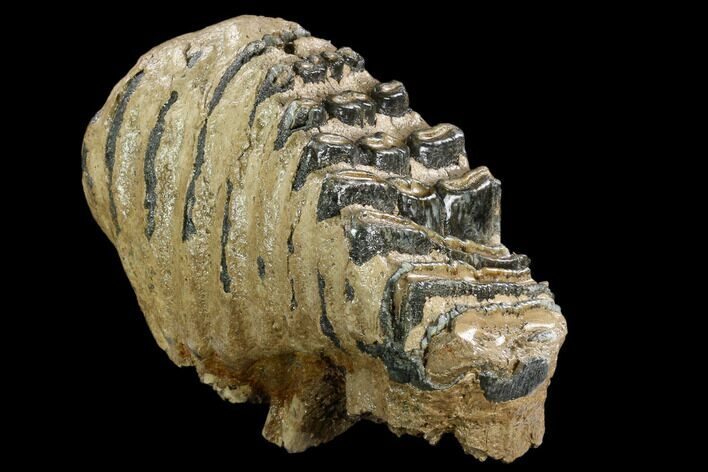 Southern Mammoth Molar - Hungary #123641